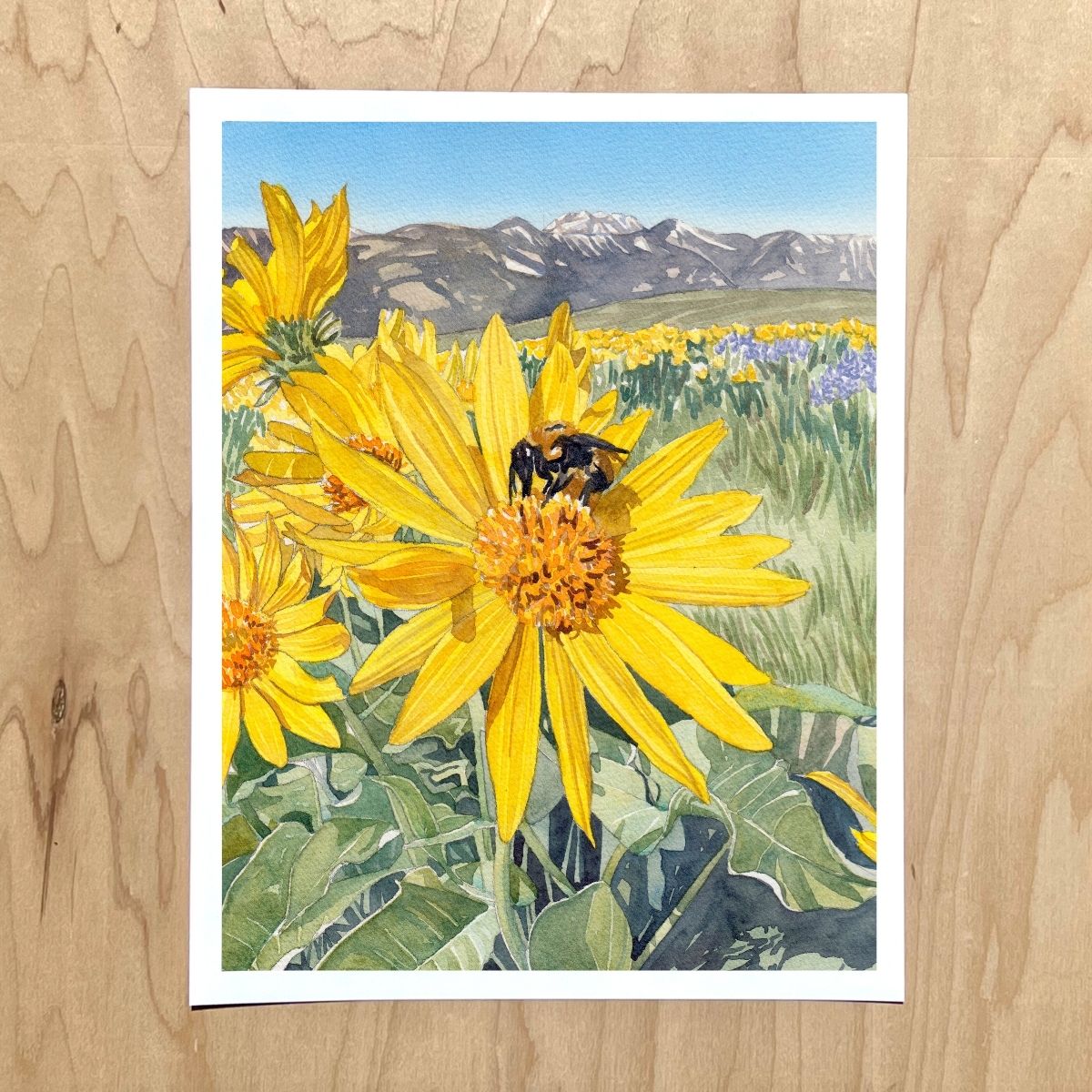 Balsamroot at Lewis Butte Print