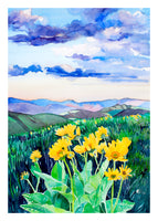 Arrowleaf Balsamroot in the Methow Card